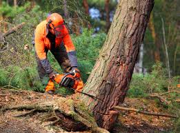 How Our Tree Care Process Works  in  Tularosa, NM