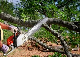 Best Firewood Processing and Delivery  in Tularosa, NM