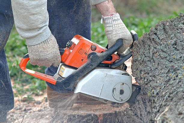 Best Stump Grinding and Removal  in Tularosa, NM