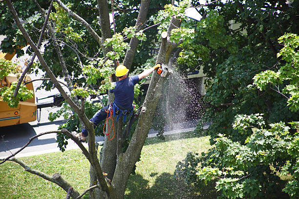  Tularosa, NM Tree Services Pros